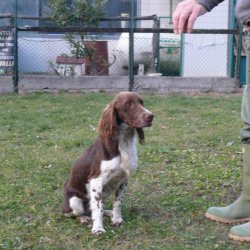 Springer spaniel & Cocker